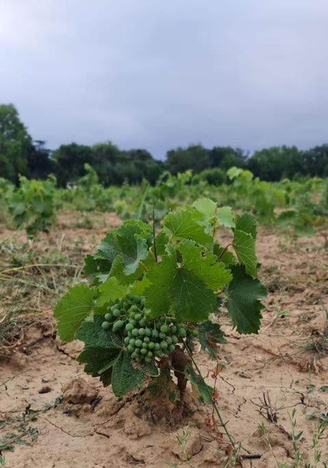Domaine Villecarla Villedubert エクステリア 写真