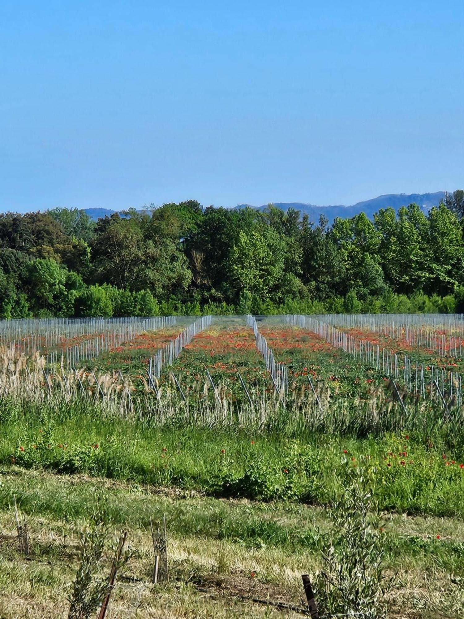Domaine Villecarla Villedubert エクステリア 写真